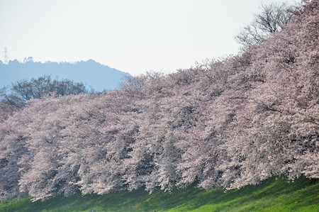 八幡市 背割堤の桜並木