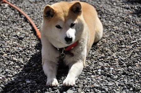 恵福寺の看板犬 きなこちゃん
