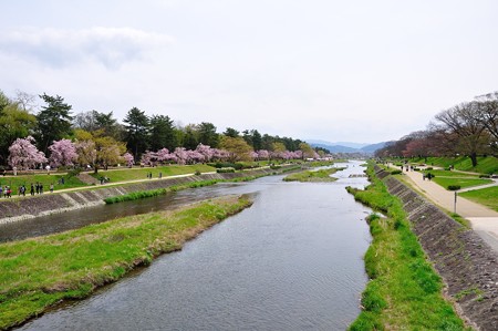 賀茂川の桜（北大路橋からの眺め）