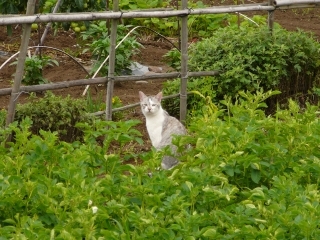 田んぼネコ2