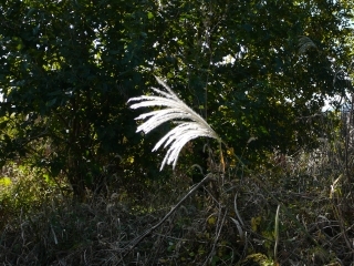 すすき