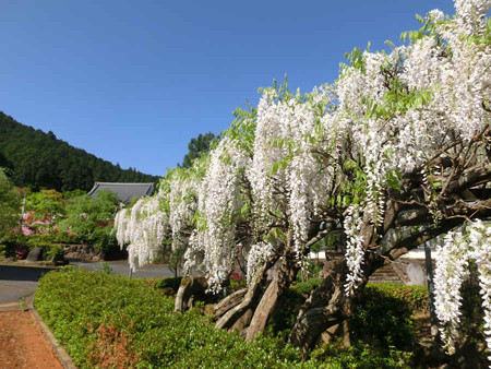 菩提寺の藤