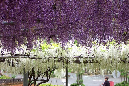 菩提寺の藤3