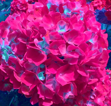 紫陽花 赤