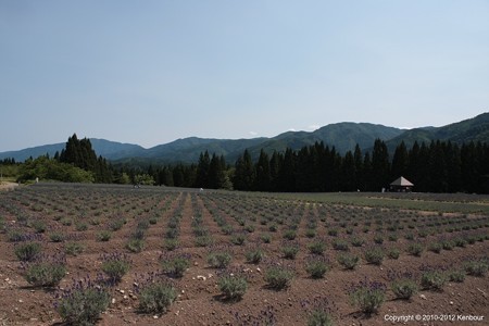 Blog_20120708_Lavendar_02