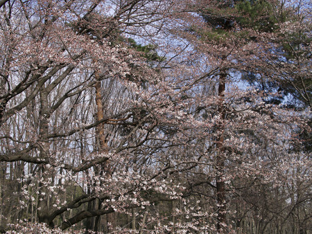 野川公園