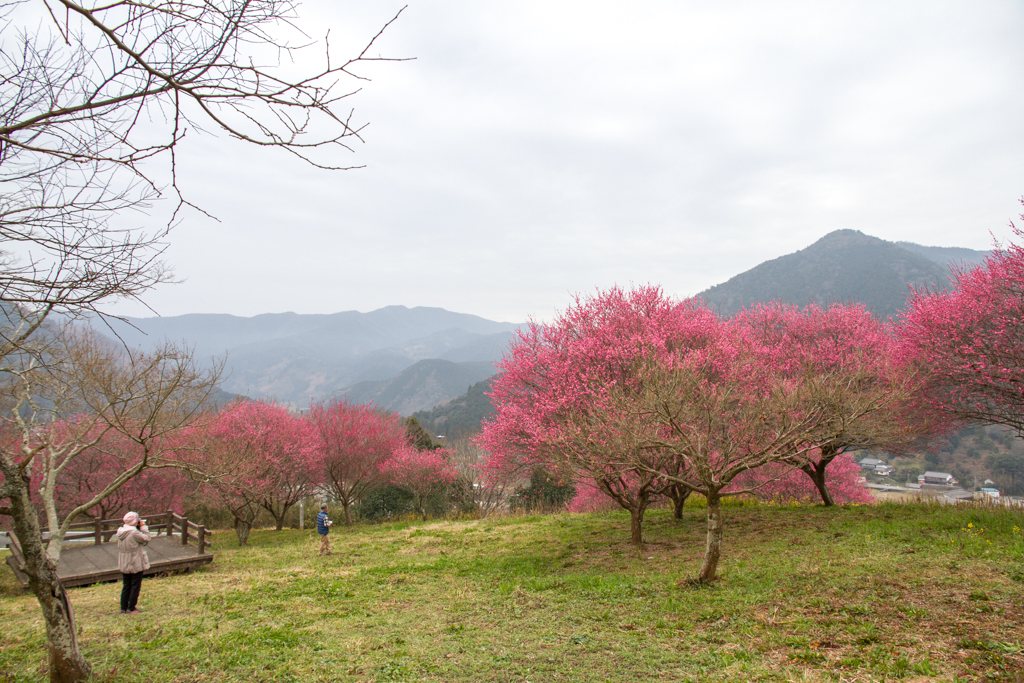 写真: IMG_2391