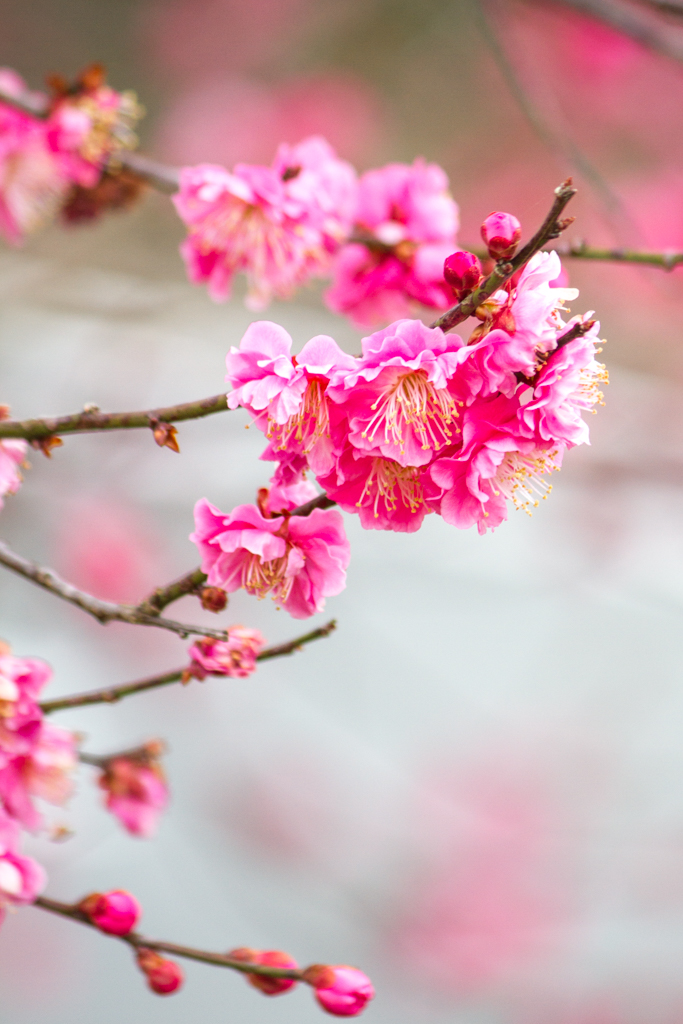 写真: IMG_2432