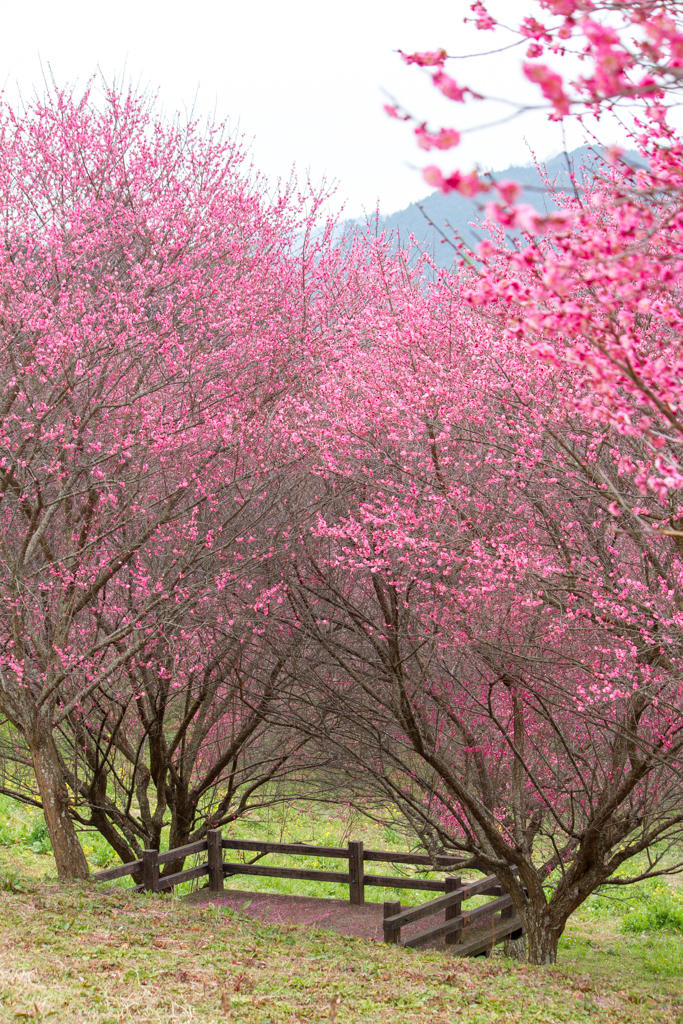 写真: IMG_2474