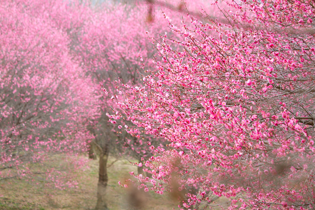 写真: IMG_2510
