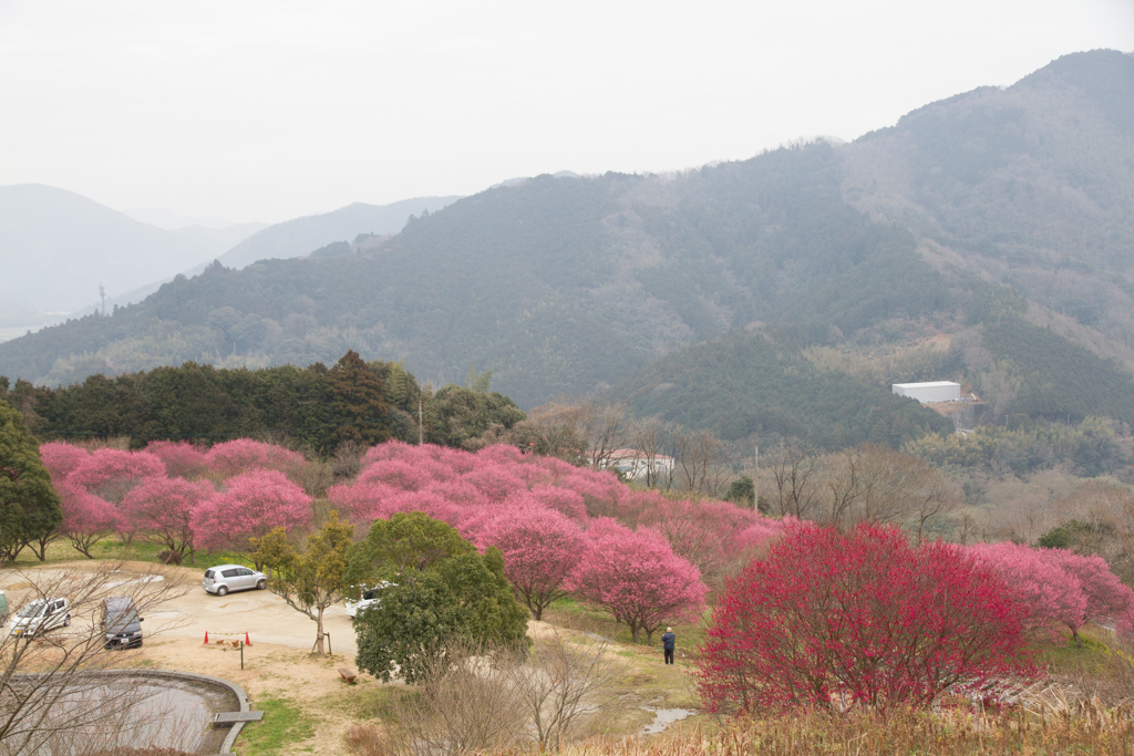 写真: IMG_2535
