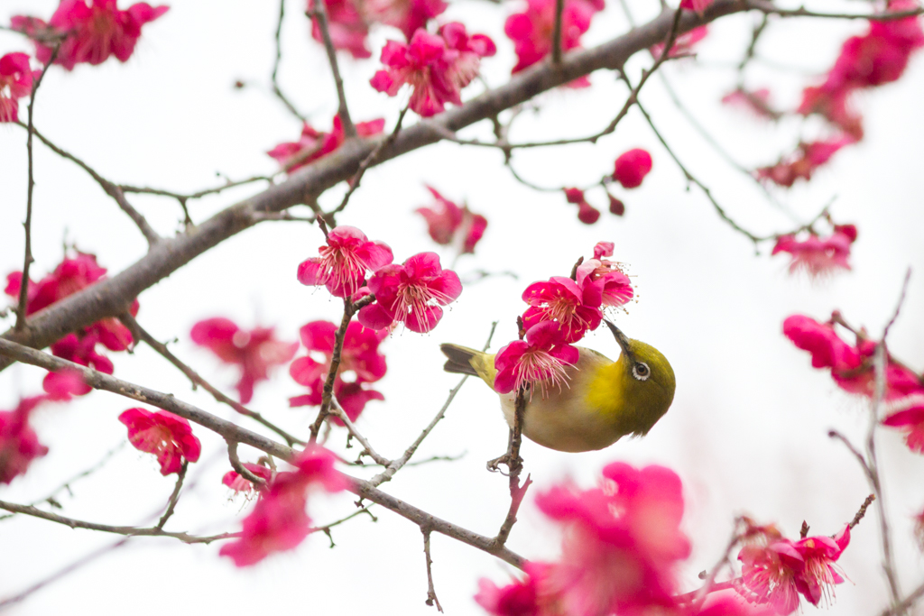 写真: IMG_2677