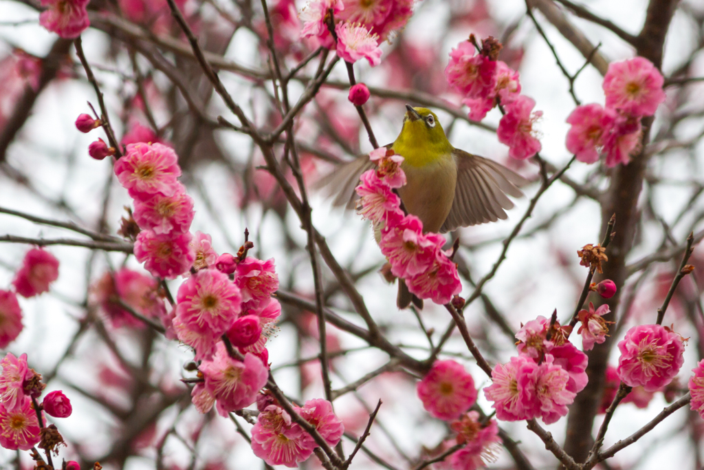 写真: IMG_2775