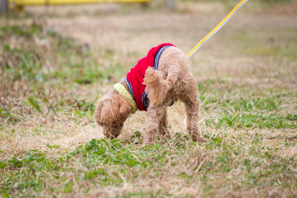 写真: IMG_2824