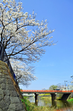150412桜12