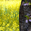 Photos: 150426桜と菜の花