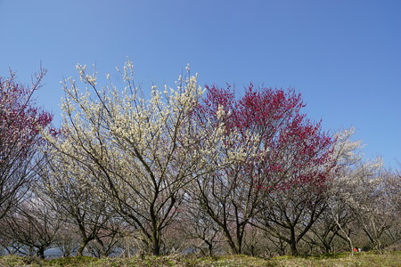 DSC00735