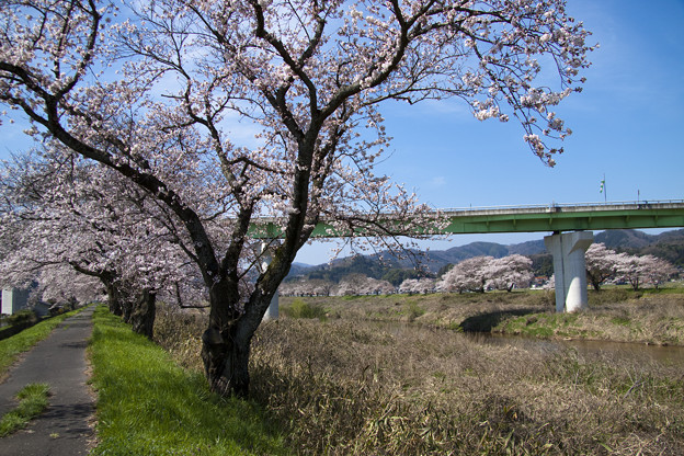 三刀屋川の桜風景