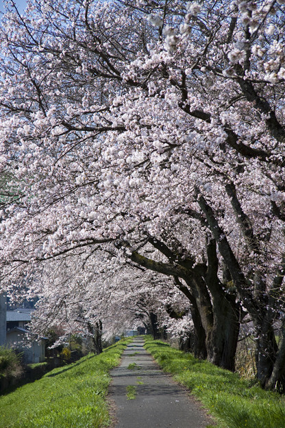 三刀屋川の桜アーチ