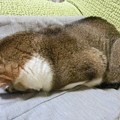 Photos: 猫　アメリカンカール　寝方