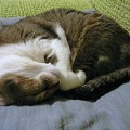Photos: 猫　アメリカンカール　寝方