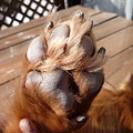 Photos: ワンコの足裏毛をカット（ビフォー）　チャッピー