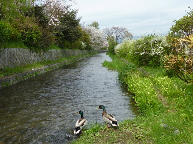 鴨がいるから鴨川 鴨川の分流みそそぎ川 Misosogi River Kyoto 写真共有サイト フォト蔵