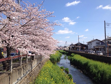 2015 桜