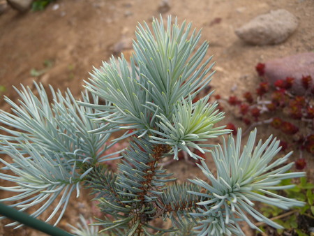 Picea pungens 'Edith'