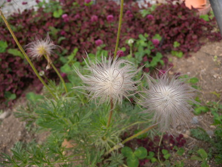 翁草のタネ