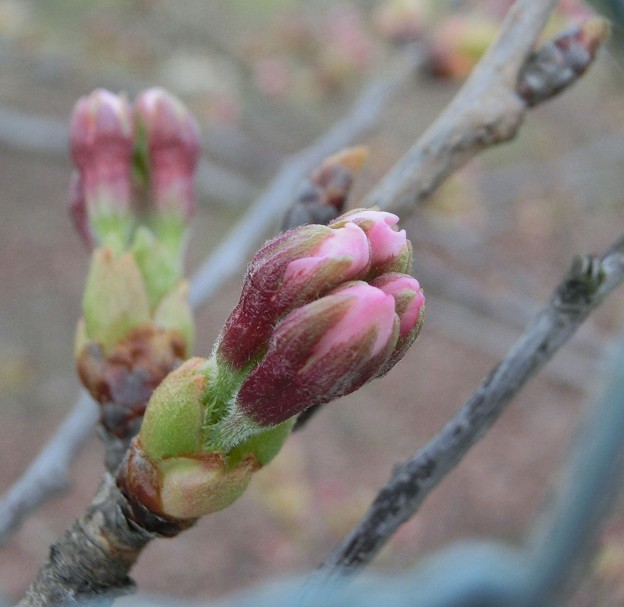 2015桜