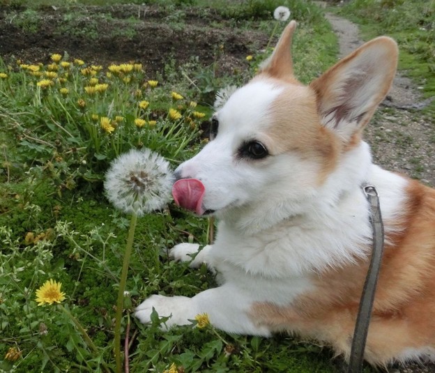 たんぽぽ