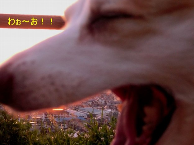 ナナ