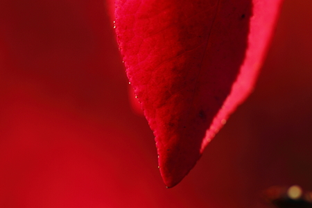 赤より紅く