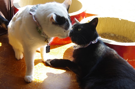 逃げたマカロン黒猫に遭遇