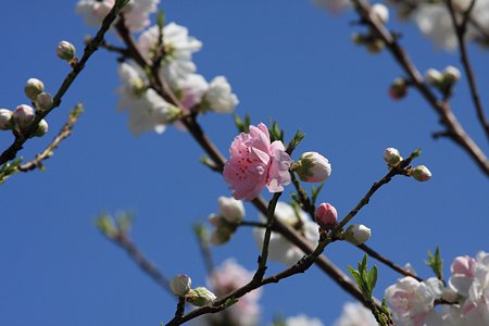 2012.04.09　みなとみらい　山下臨港線プロムナード　モモ？