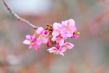 2015.03.06　和泉川　河津桜