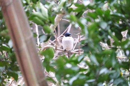 2015.03.06　和泉川　垣根にオナガ