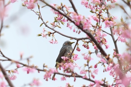 2015.03.15　和泉川　河津桜にヒヨドリ