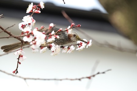 2015.03.21　和泉川　梅にヒヨドリ