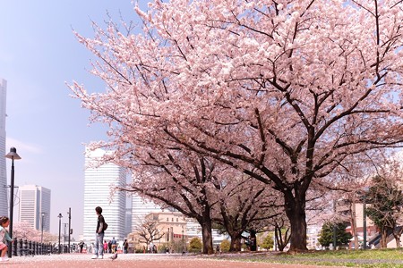 2015.04.06　みなとみらい　桜