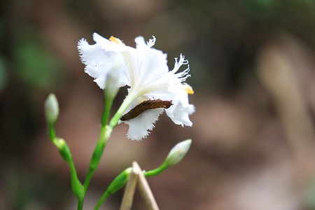 2015.04.20　瀬谷市民の森　シャガ　綺麗な花には…
