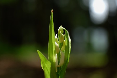 2015.04.25　瀬谷市民の森　ギンラン　ひっそり