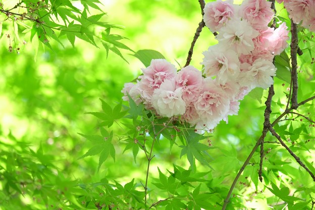 Photos: 2015.04.26　和泉川　八重桜と紅葉