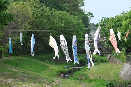 2015.04.29 和泉川 鯉幟