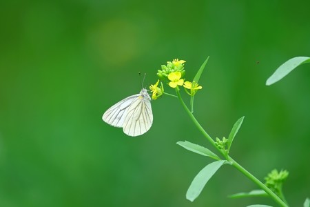 2015.04.29 和泉川 菜の花にスジグロシロチョウ