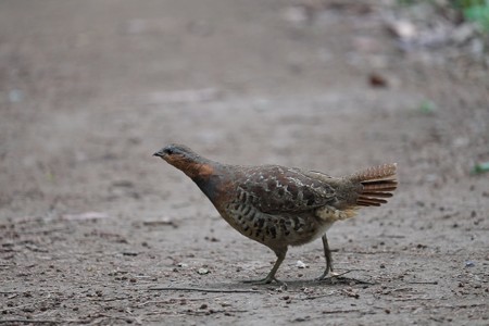 2015.05.09　和泉川　コジュケイ　砂かぶりから藪へ