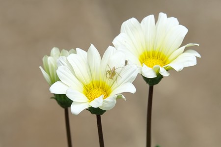 2015.05.25　和泉川　白い花にササグモ