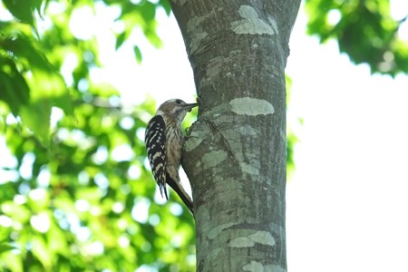 2015.05.27　和泉川　コゲラ　虫を木に押付け