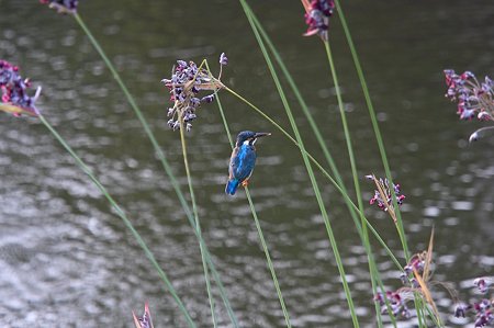 2011.08.19　和泉川　カワセミりとミズカンナ